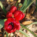 Zurück zum kompletten Bilderset Orphanides-Tulpe Blume Blüte knallrot Tulipa orphanidea