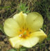 Zurück zum kompletten Bilderset Leinblättrige Tulpe Blume Blüte hellgelb Tulipa batalinii