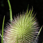 Bild:  Wilde Karde Blatt grün Blüte rose Dipsacus fullonum