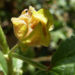Zurück zum kompletten Bilderset Wilde Malve Rosspappel Blüte lila Malva sylvestris