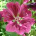 Zurück zum kompletten Bilderset Wilde Malve Blüte lila Malva sylvestris