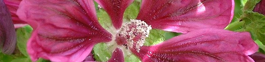 Anklicken um das ganze Bild zu sehen  Wilde Malve Blüte lila Malva sylvestris