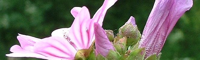 Anklicken um das ganze Bild zu sehen  Wilde Malve Blüte zartlila Malva sylvestris