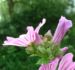 Zurück zum kompletten Bilderset Wilde Malve Blüte zartlila Malva sylvestris