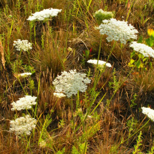Wilde Moehre Daucus carota 01