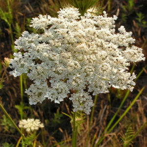 Wilde Moehre Daucus carota 02