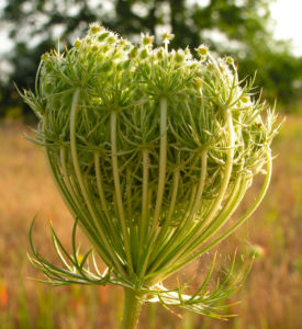 Wilde Moehre Daucus carota 04