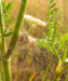 Zurück zum kompletten Bilderset Wilde Möhre - Daucus carota