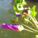 Zurück zum kompletten Bilderset Wilde Malve Schönmalve Blüte helllila Malva sylvestris