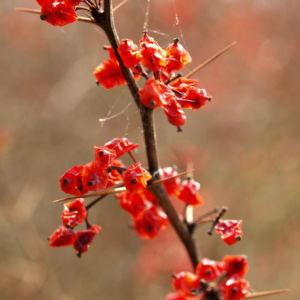 Wilsons Berberitze Fruechte rot Berberis wilsoniae 04
