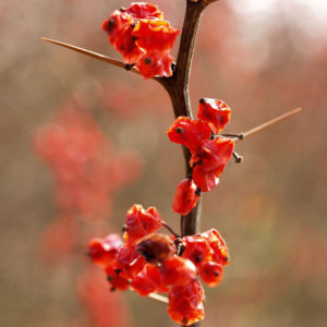 Wilsons Berberitze Fruechte rot Berberis wilsoniae 06