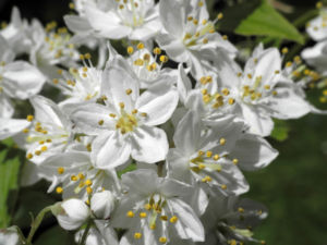 Wilsons Deutzie Bluete weiß Deutzia x wilsonii 01