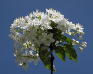 Wilsons Deutzie Bluete weiß Deutzia x wilsonii 07