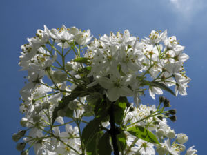 Wilsons Deutzie Bluete weiß Deutzia x wilsonii 08
