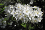 Bild:  Wilsons Deutzie Blüte weiß Deutzia x wilsonii