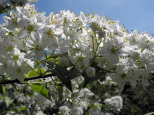 Wilsons Deutzie Bluete weiß Deutzia x wilsonii 11