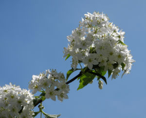 Wilsons Deutzie Bluete weiß Deutzia x wilsonii 12