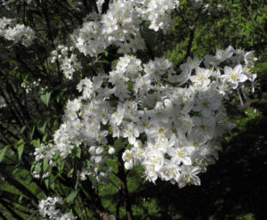 Wilsons Deutzie Bluete weiß Deutzia x wilsonii 15