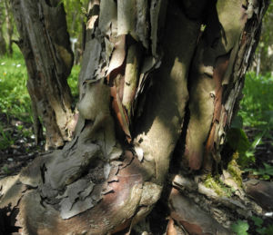 Wilsons Deutzie Rinde grau braun Deutzia x wilsonii 02