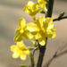 Zurück zum kompletten Bilderset Winterjasmin Blüte gelb Jasminum nudiflorum