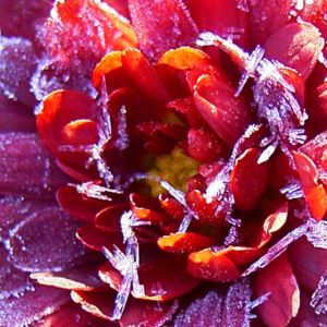 Winteraster lila geeist Chrysanthemum Indicum Hybride 01