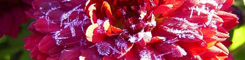 Anklicken um das ganze Bild zu sehen  Winteraster lila geeist - Chrysanthemum indicum hybride