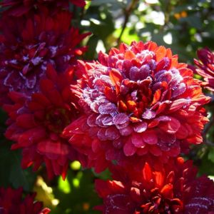 Winteraster lila geeist Chrysanthemum Indicum Hybride 04