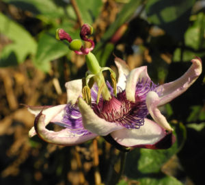 Winterharte Passionsblume Bluete weiss lila Passiflora incarnata 32