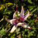 Zurück zum kompletten Bilderset Winterharte Passionsblume Blüte weiß lila Passiflora incarnata