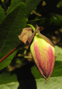 Winterharte Passionsblume Knospe lila Passiflora incarnata 25