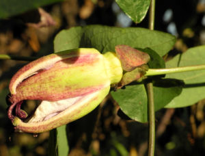Winterharte Passionsblume Knospe lila Passiflora incarnata 26