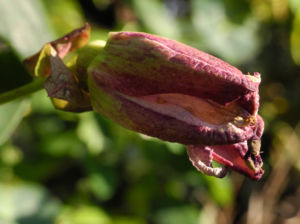 Winterharte Passionsblume Knospe lila Passiflora incarnata 27