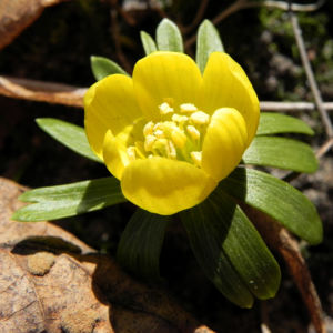 Winterling Bluete gelb Eranthis hyemalis 07