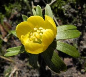 Winterling Bluete gelb Eranthis hyemalis 12
