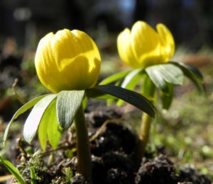 Winterling Bluete gelb Eranthis hyemalis 18