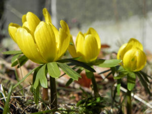 Winterling Bluete gelb Eranthis hyemalis 20