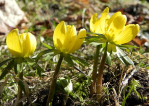 Winterling Bluete gelb Eranthis hyemalis 21