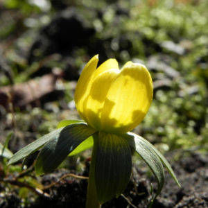 Winterling Bluete gelb Eranthis hyemalis 24