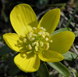 Winterling Bluete gelb Eranthis hyemalis 27