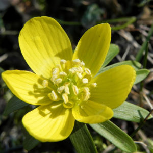 Winterling Bluete gelb Eranthis hyemalis 28