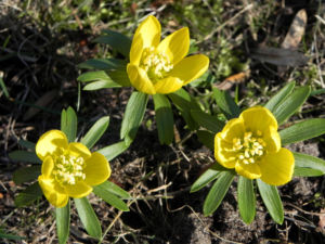 Winterling Bluete gelb Eranthis hyemalis 29