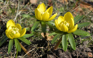Winterling Bluete gelb Eranthis hyemalis 30