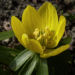 Zurück zum kompletten Bilderset Winterling Blüte gelb Eranthis hyemalis