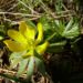 Zurück zum kompletten Bilderset Winterling Blüte gelb Eranthis hyemalis