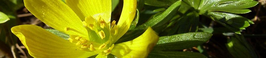 Anklicken um das ganze Bild zu sehen  Winterling Blüte gelb Eranthis hyemalis