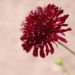 Zurück zum kompletten Bilderset Rote Witwenblume Blüte dunkelrot Knautia macedonica