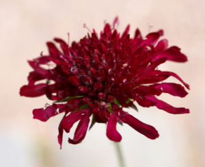 Witwenblume Blute purpur Knautia macedonica 02