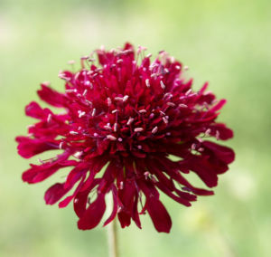Witwenblume Blute purpur Knautia macedonica 03