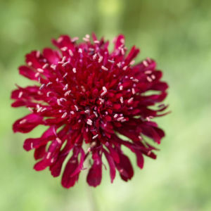 Witwenblume Blute purpur Knautia macedonica 04