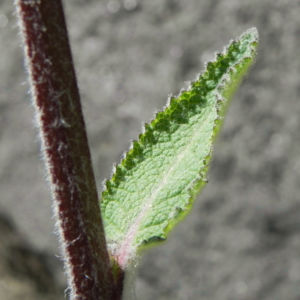 Woll Koenigskerze Bluete gelb Verbascum alpinum 05